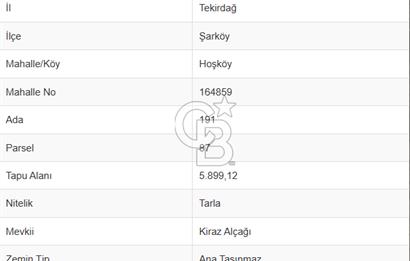 Tekirdağ Şarköy Hoşköy'de Kelepir Zeytinlik
