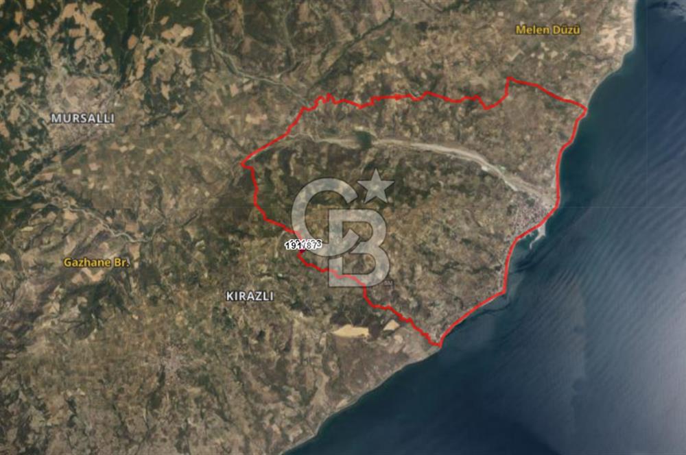 Tekirdağ Şarköy Hoşköy'de Kelepir Zeytinlik
