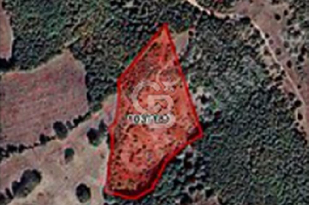 BALIKESİR BALYA ILICA/ATATÜRK MEVKİİ 12.500m2 TARLA