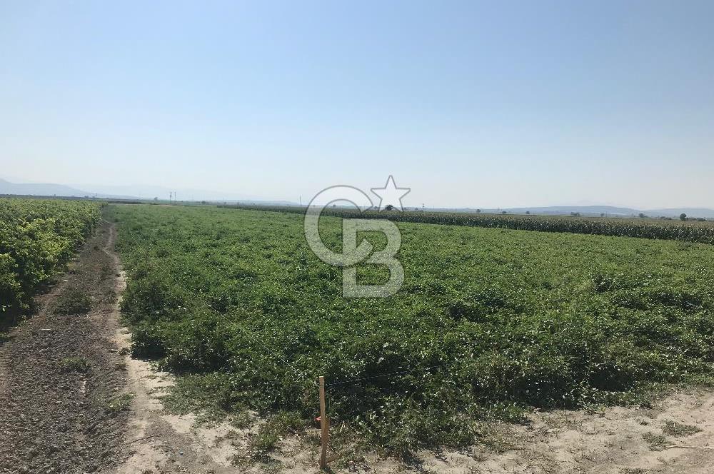Akhisar Satılık  21.250 m2 Tarla