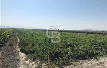 Akhisar Satılık  21.250 m2 Tarla