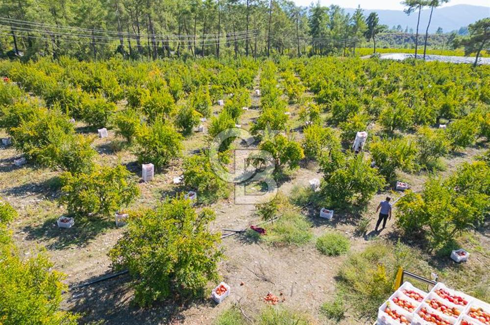 CB ARDENDEN ANTALYA KAŞ ORTABAĞ'DA SATILIK TARLA VE KÖY EVİ