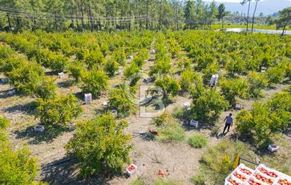 CB ARDENDEN ANTALYA KAŞ ORTABAĞ'DA SATILIK TARLA VE KÖY EVİ