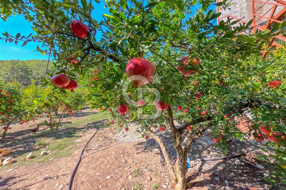 CB ARDENDEN ANTALYA KAŞ ORTABAĞ'DA SATILIK TARLA VE KÖY EVİ