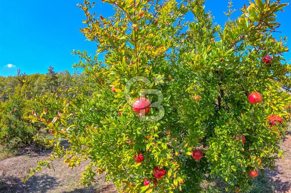 CB ARDENDEN ANTALYA KAŞ ORTABAĞ'DA SATILIK TARLA VE KÖY EVİ