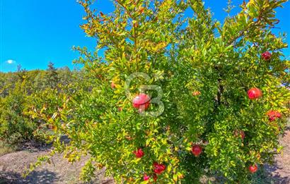 CB ARDENDEN ANTALYA KAŞ ORTABAĞ'DA SATILIK TARLA VE KÖY EVİ
