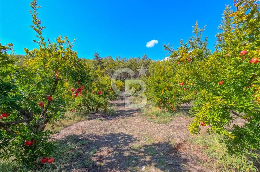 CB ARDENDEN ANTALYA KAŞ ORTABAĞ'DA SATILIK TARLA VE KÖY EVİ