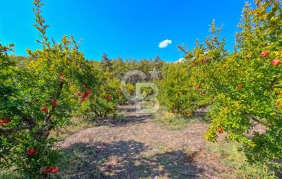 CB ARDENDEN ANTALYA KAŞ ORTABAĞ'DA SATILIK TARLA VE KÖY EVİ