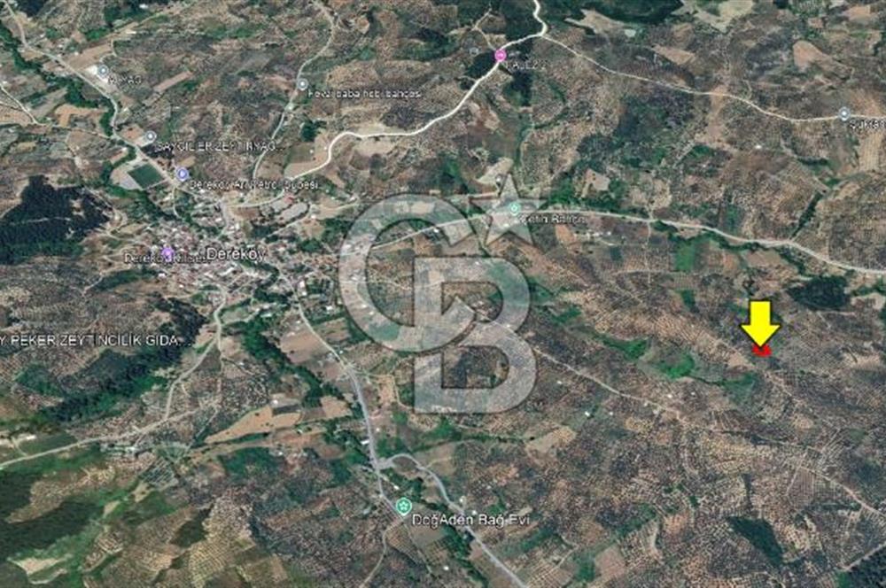 Bursa Mudanya Mirzaoba’da 2.425 m² Verimli Zeytinlik!!!