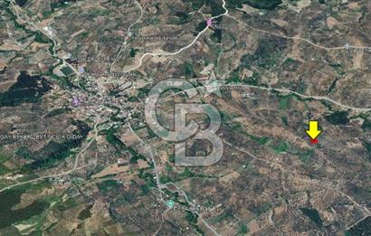 Bursa Mudanya Mirzaoba’da 2.425 m² Verimli Zeytinlik!!!