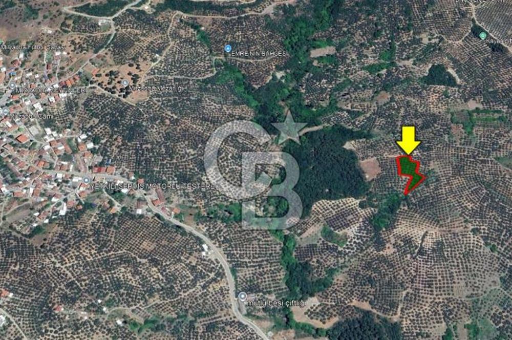 Bursa Mudanya Mirzaoba’da 2.425 m² Verimli Zeytinlik!!!