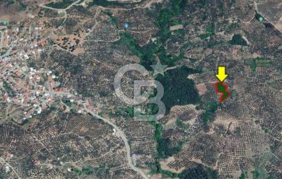 Bursa Mudanya Mirzaoba’da 2.425 m² Verimli Zeytinlik!!!