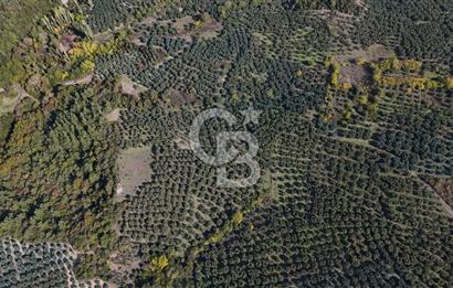 Bursa Mudanya Mirzaoba’da 2.425 m² Verimli Zeytinlik!!!