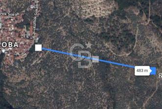Bayındır Zeytinlik 1563 m2