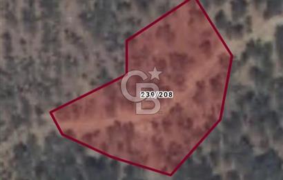 Bayındır Zeytinlik 1563 m2