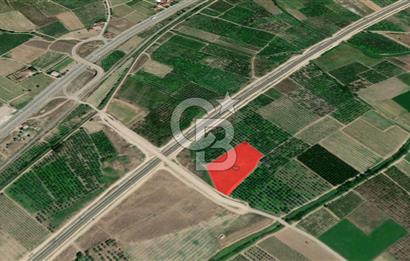 Adapazarı - Bilecik Yolu Yakını Sondajlı ve Meyve Ağaçlı Arazi