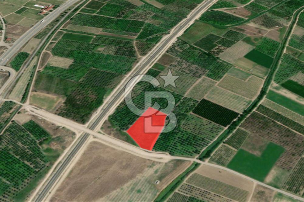 Adapazarı - Bilecik Yolu Yakını Sondajlı ve Meyve Ağaçlı Arazi