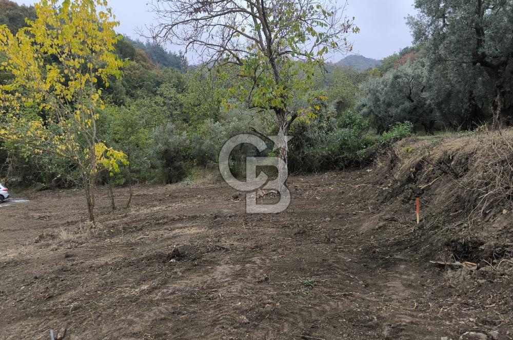 İZNİK DERBENT'TE 47M YOLA CEPHELİ YATIRIMLIK SATILIK ZEYTİNLİK