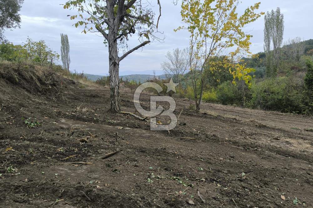 İZNİK DERBENT'TE 47M YOLA CEPHELİ YATIRIMLIK SATILIK ZEYTİNLİK