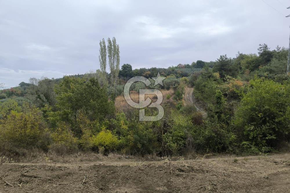 İZNİK DERBENT'TE 47M YOLA CEPHELİ YATIRIMLIK SATILIK ZEYTİNLİK