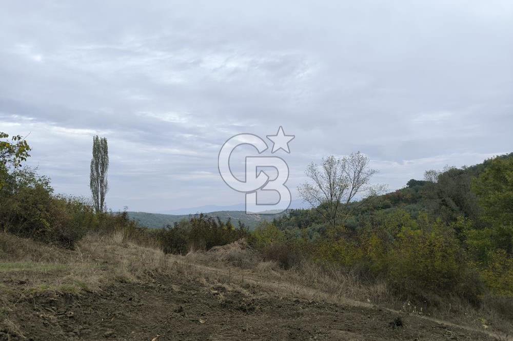 İZNİK DERBENT'TE 47M YOLA CEPHELİ YATIRIMLIK SATILIK ZEYTİNLİK