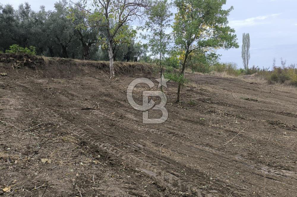 İZNİK DERBENT'TE 47M YOLA CEPHELİ YATIRIMLIK SATILIK ZEYTİNLİK