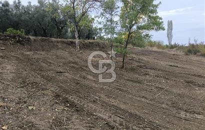 İZNİK DERBENT'TE 47M YOLA CEPHELİ YATIRIMLIK SATILIK ZEYTİNLİK
