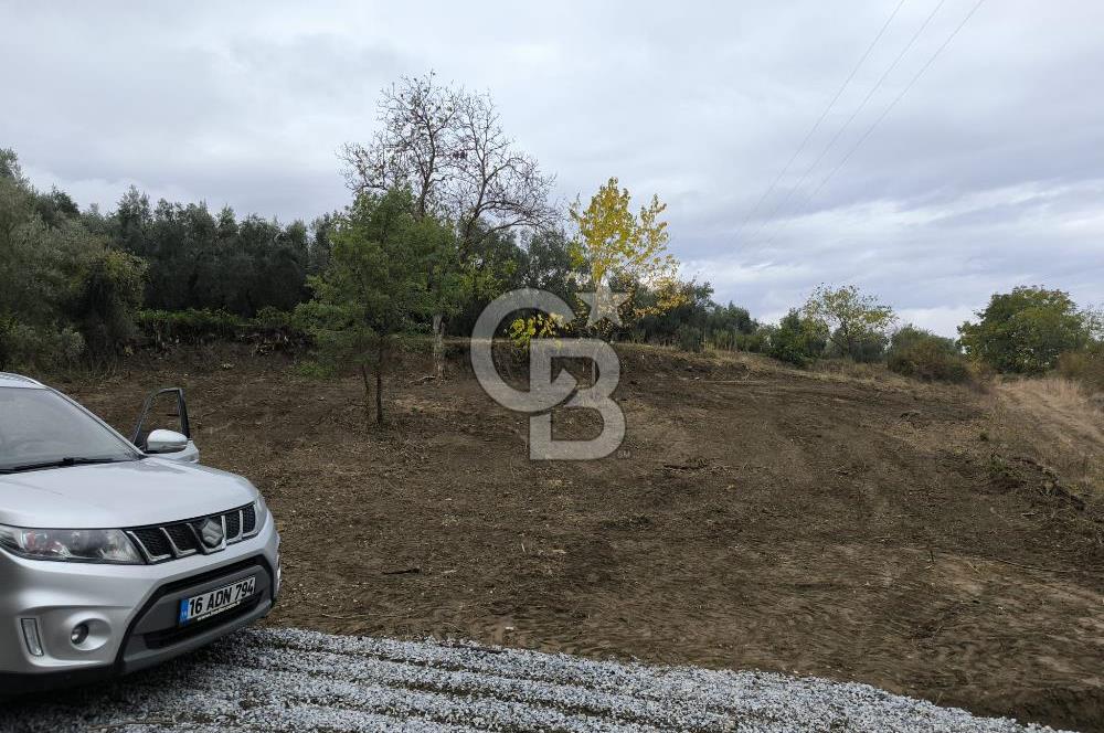 İZNİK DERBENT'TE 47M YOLA CEPHELİ YATIRIMLIK SATILIK ZEYTİNLİK
