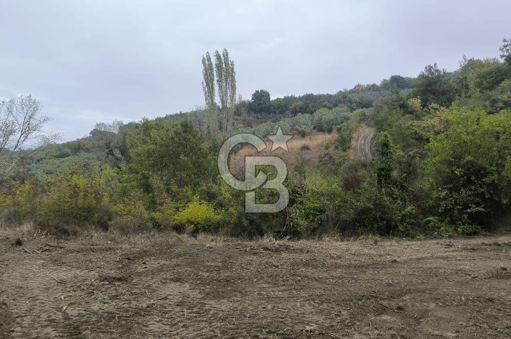 İZNİK DERBENT'TE 47M YOLA CEPHELİ YATIRIMLIK SATILIK ZEYTİNLİK