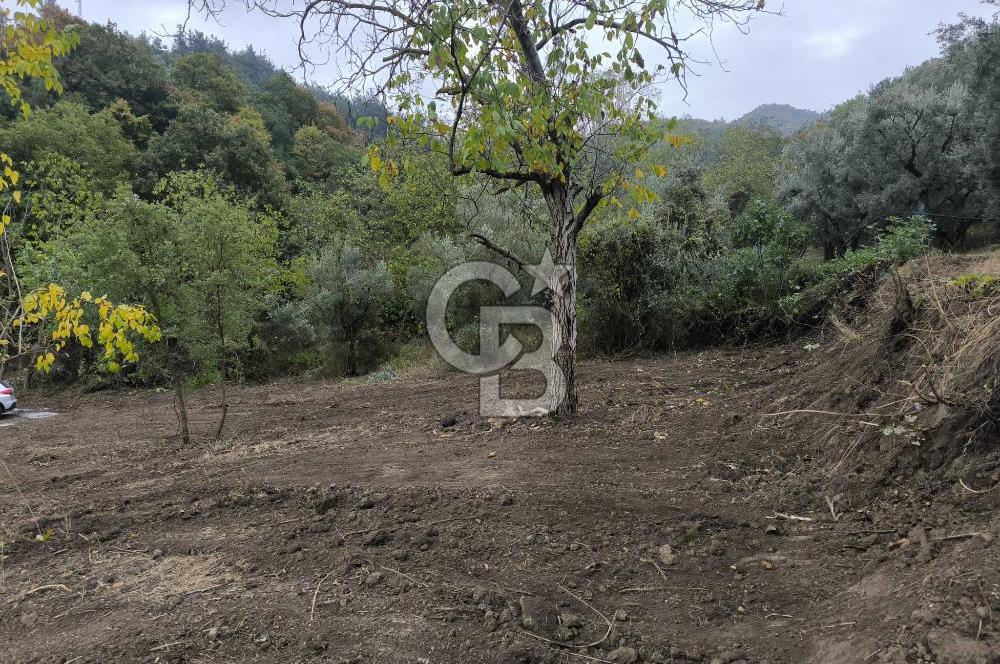 İZNİK DERBENT'TE 47M YOLA CEPHELİ YATIRIMLIK SATILIK ZEYTİNLİK