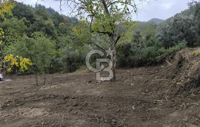 İZNİK DERBENT'TE 47M YOLA CEPHELİ YATIRIMLIK SATILIK ZEYTİNLİK