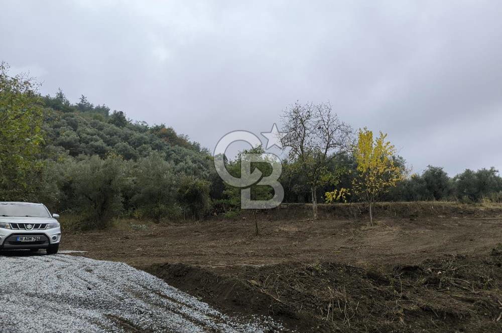 İZNİK DERBENT'TE 47M YOLA CEPHELİ YATIRIMLIK SATILIK ZEYTİNLİK