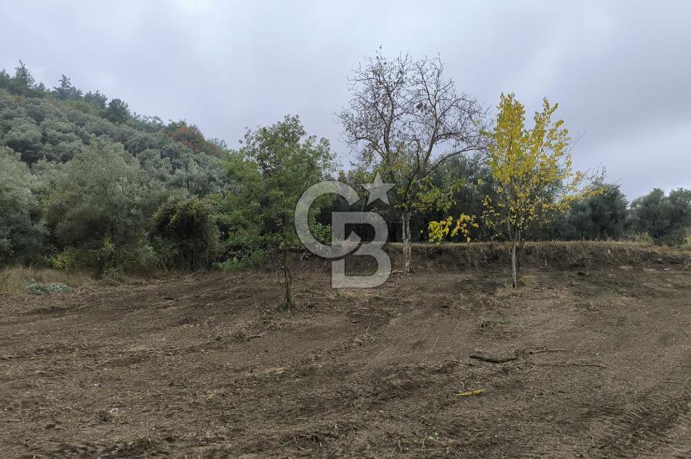 İZNİK DERBENT'TE 47M YOLA CEPHELİ YATIRIMLIK SATILIK ZEYTİNLİK