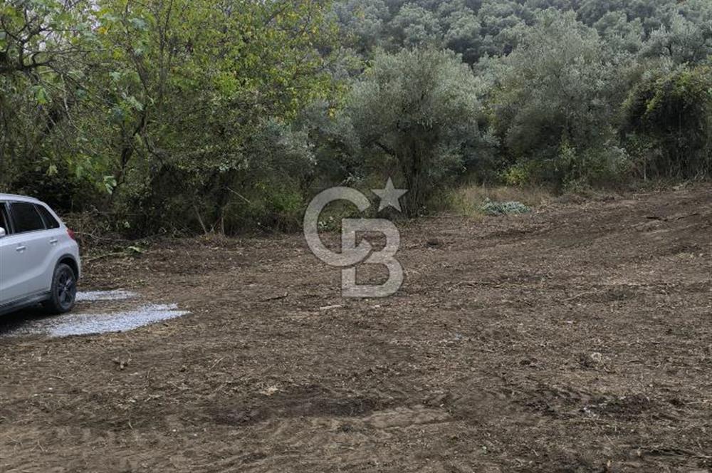 İZNİK DERBENT'TE 47M YOLA CEPHELİ YATIRIMLIK SATILIK ZEYTİNLİK