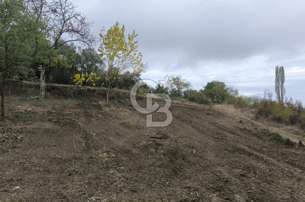 İZNİK DERBENT'TE 47M YOLA CEPHELİ YATIRIMLIK SATILIK ZEYTİNLİK