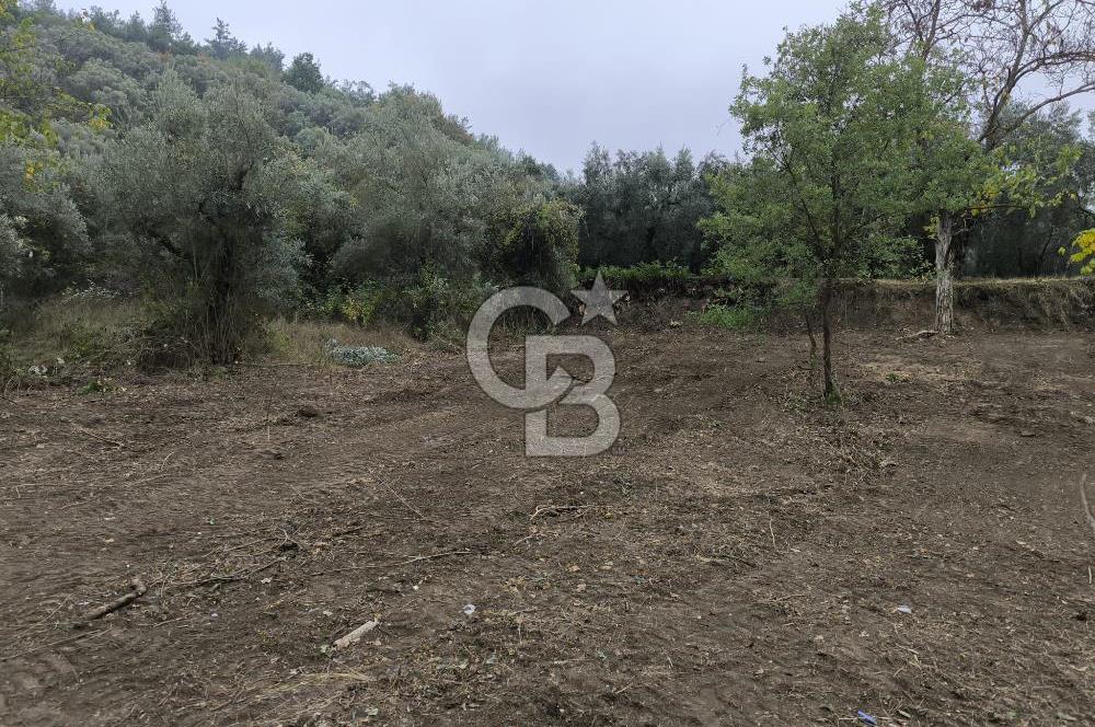 İZNİK DERBENT'TE 47M YOLA CEPHELİ YATIRIMLIK SATILIK ZEYTİNLİK