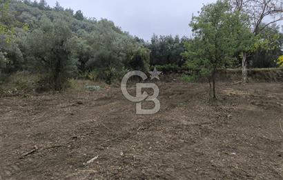 İZNİK DERBENT'TE 47M YOLA CEPHELİ YATIRIMLIK SATILIK ZEYTİNLİK
