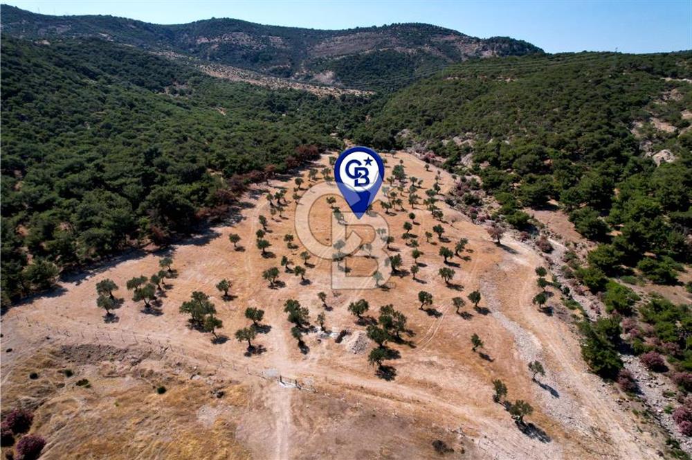 DELİKTAŞTA DOĞA İLE İÇ İÇE 300 M² KOOPERATİF HİSSELİ ZEYTİNLİK