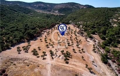 DELİKTAŞTA DOĞA İLE İÇ İÇE 300 M² KOOPERATİF HİSSELİ ZEYTİNLİK