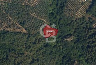 İZNİK DERBENT'TE DOĞA İÇERİSİNDE YATIRIMLIK ZEYTİNLİK