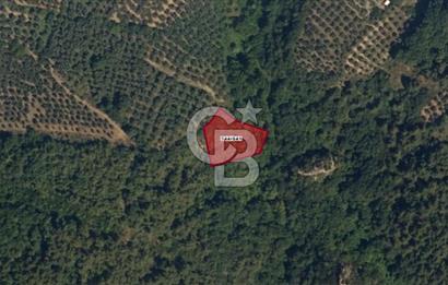 İZNİK DERBENT'TE DOĞA İÇERİSİNDE YATIRIMLIK ZEYTİNLİK