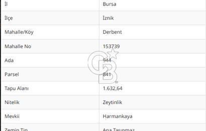 İZNİK DERBENT'TE DOĞA İÇERİSİNDE YATIRIMLIK ZEYTİNLİK