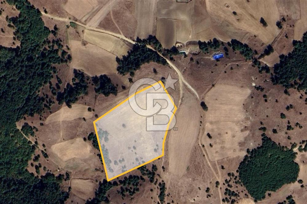 BALIKESİR SINDIRGI KINIK MAHALLESİ 16,089M2 YOLU OLAN TARLA