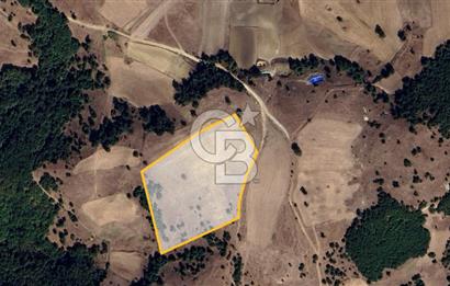 BALIKESİR SINDIRGI KINIK MAHALLESİ 16,089M2 YOLU OLAN TARLA
