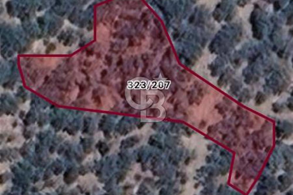 Bayındır Zeytinlik 1495 m2