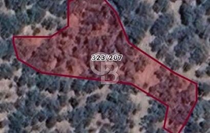 Bayındır Zeytinlik 1495 m2