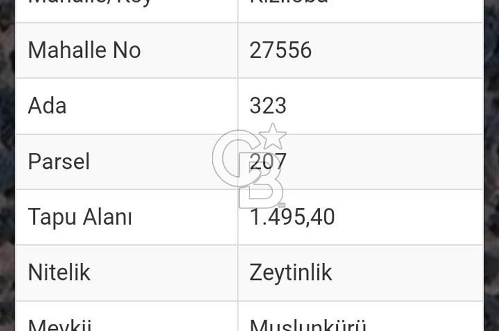 Bayındır Zeytinlik 1495 m2