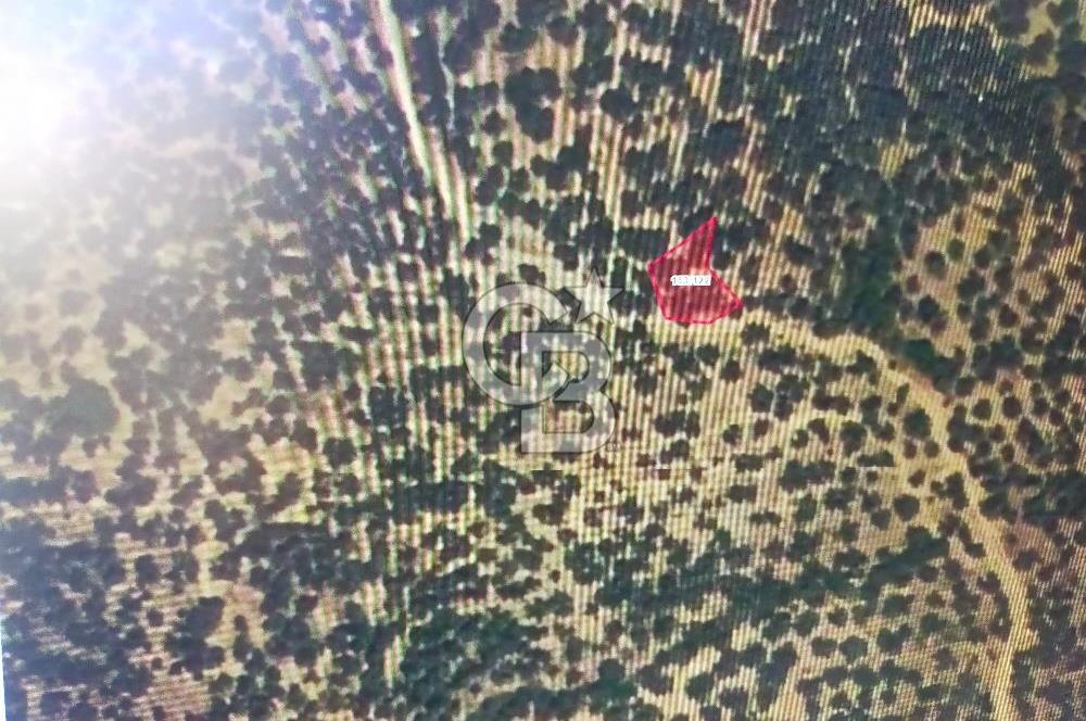 FİYAT DÜŞTÜ ÇANAKKALE AYVACIK ARIKLI DA FUUL DENİZ GÖREN ARAZİ