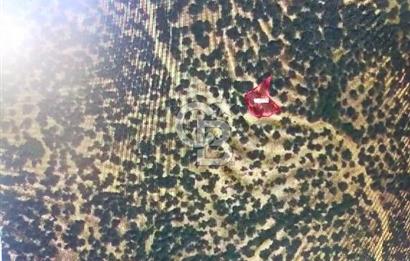 FİYAT DÜŞTÜ ÇANAKKALE AYVACIK ARIKLI DA FUUL DENİZ GÖREN ARAZİ