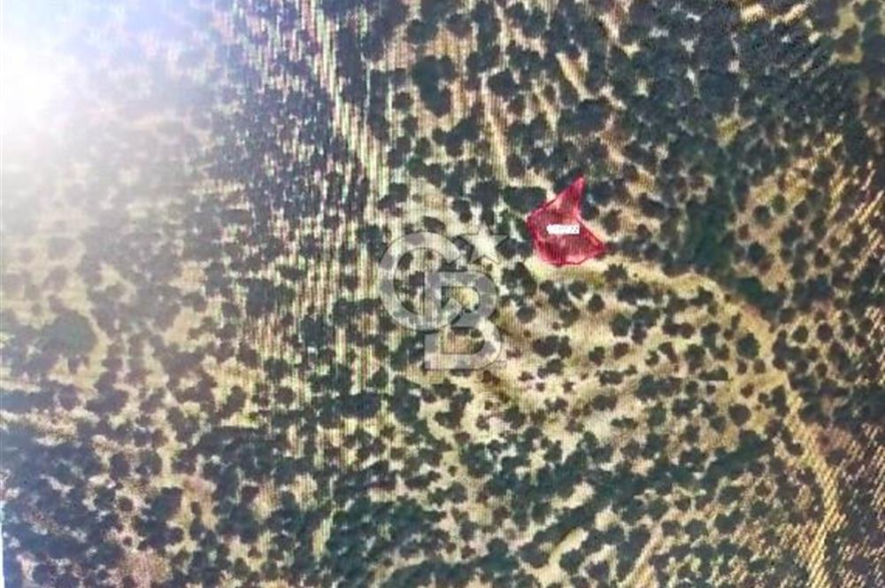 FİYAT DÜŞTÜ ÇANAKKALE AYVACIK ARIKLI DA DENİZ GÖREN ZEYTİNLİK
